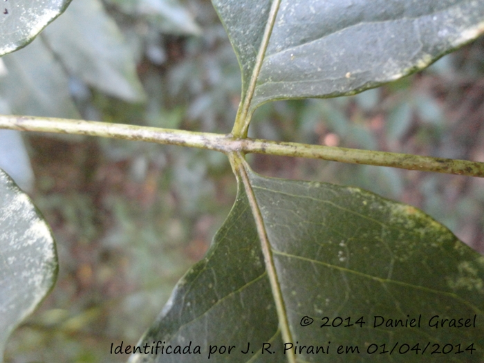 Zanthoxylum petiolare