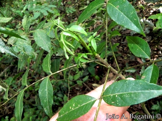 Zanthoxylum petiolare