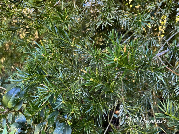 Podocarpus lambertii