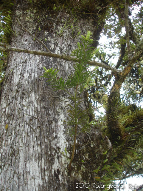 Podocarpus lambertii