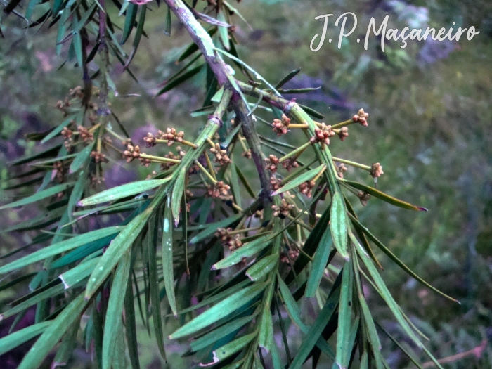 Podocarpus lambertii