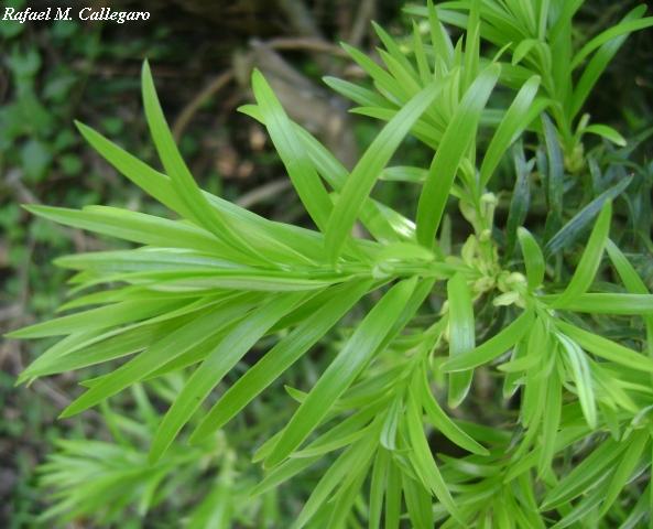 Podocarpus lambertii