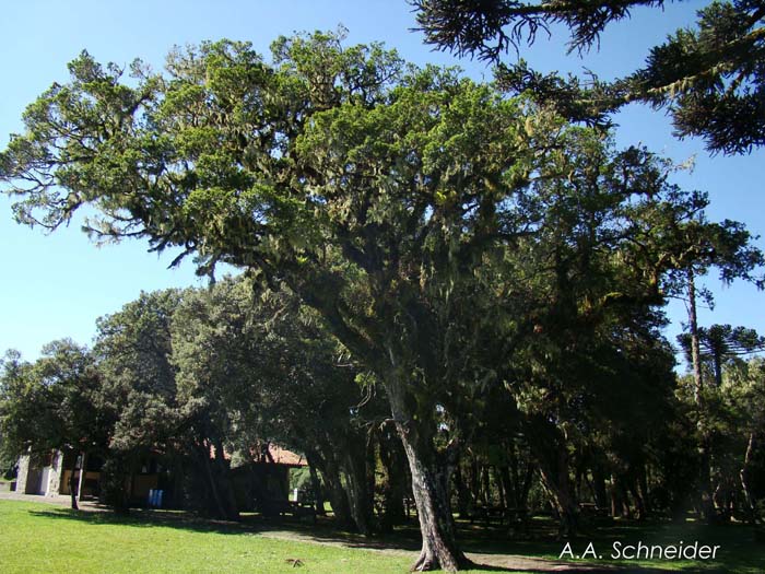 Podocarpus lambertii