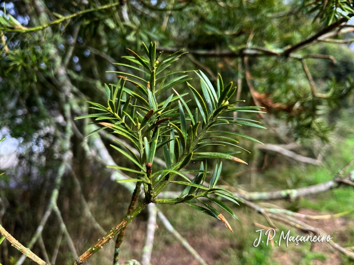 Podocarpus lambertii