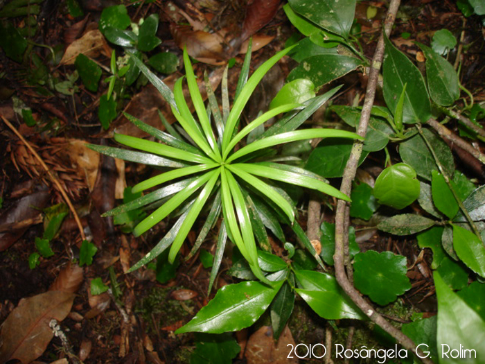 Podocarpus lambertii