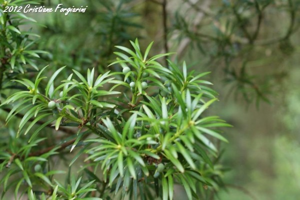 Podocarpus lambertii