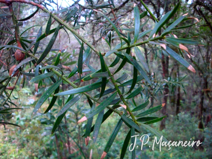 Podocarpus lambertii