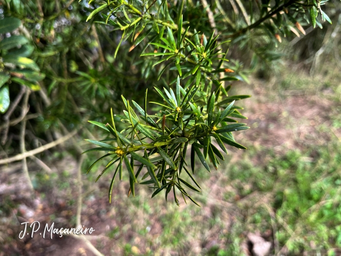 Podocarpus lambertii