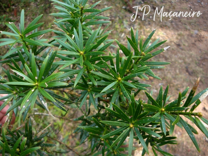 Podocarpus lambertii