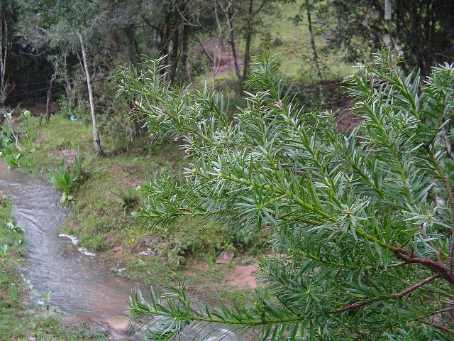 Podocarpus lambertii