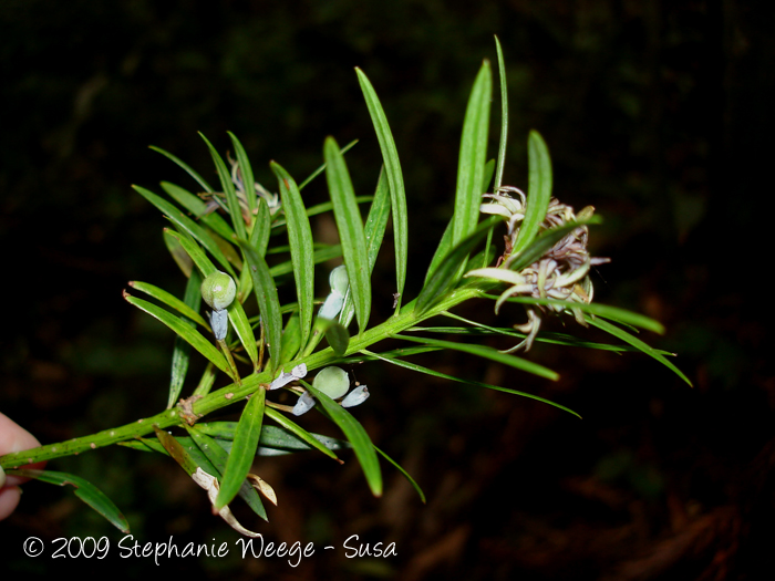 Podocarpus lambertii