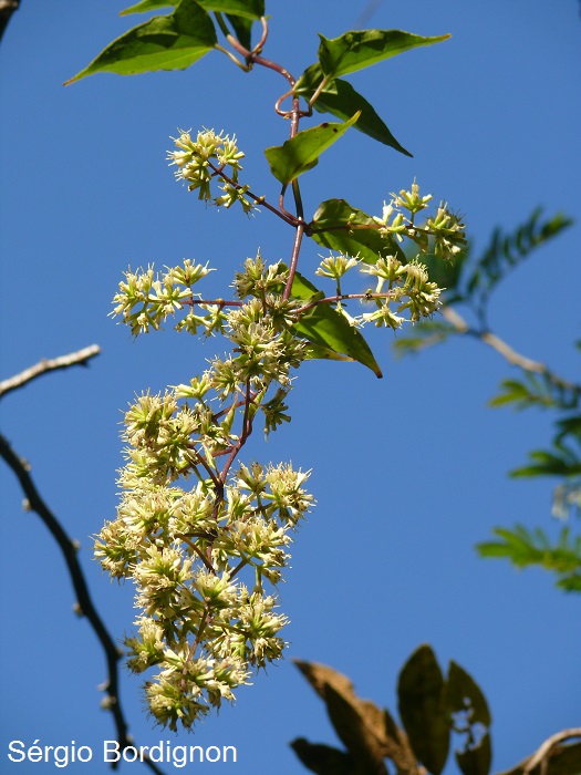 Mikania glomerata