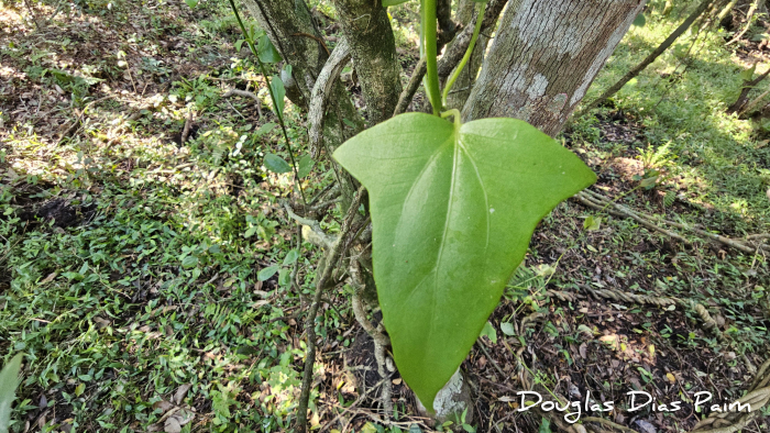 Mikania glomerata