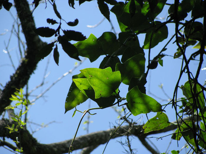 Mikania glomerata