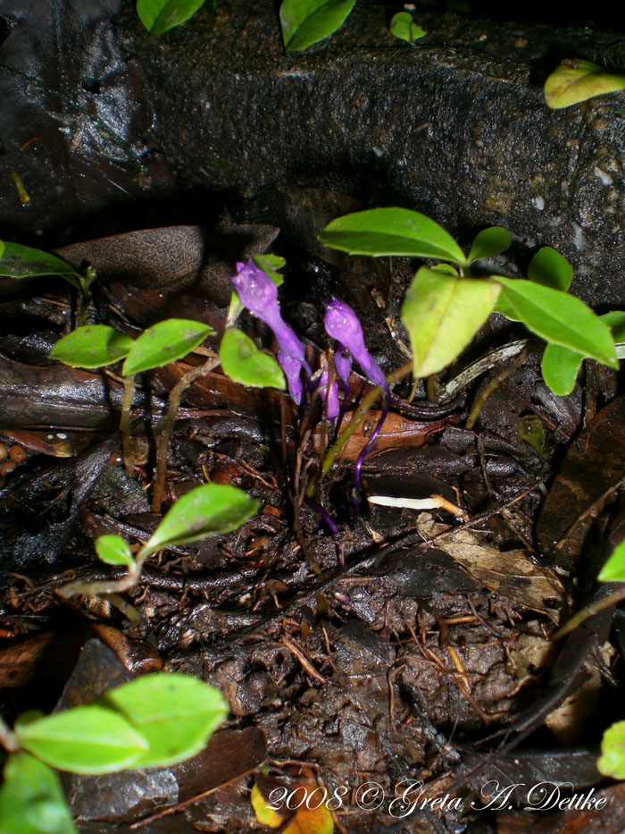 Apteria aphylla
