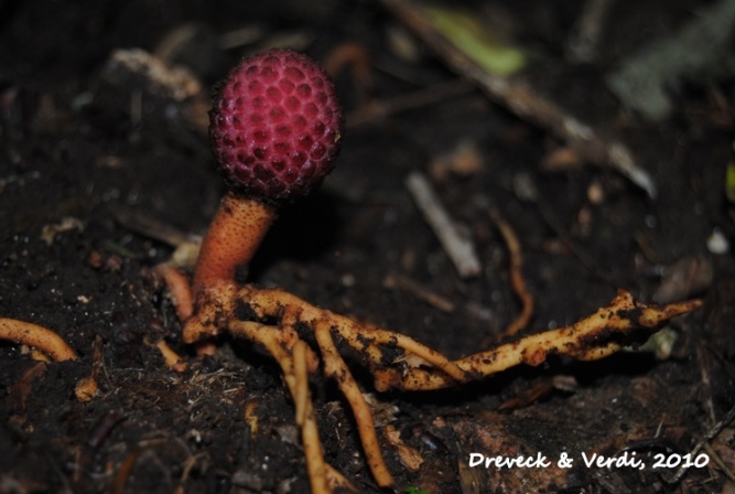 Helosis brasiliensis