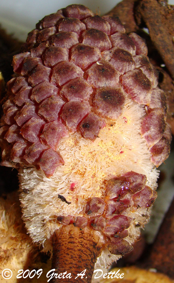 Helosis brasiliensis