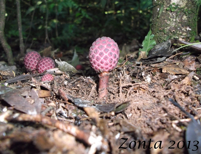 Helosis brasiliensis