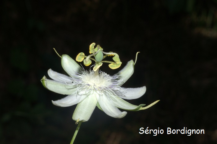 Passiflora tenuifila