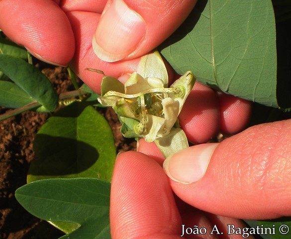 Passiflora tenuifila