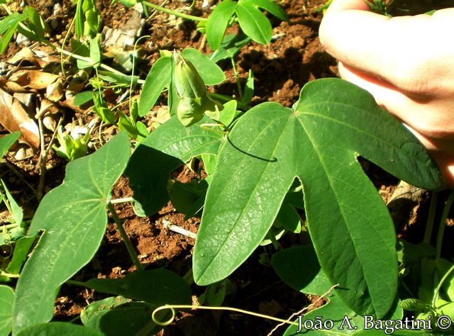 Passiflora tenuifila