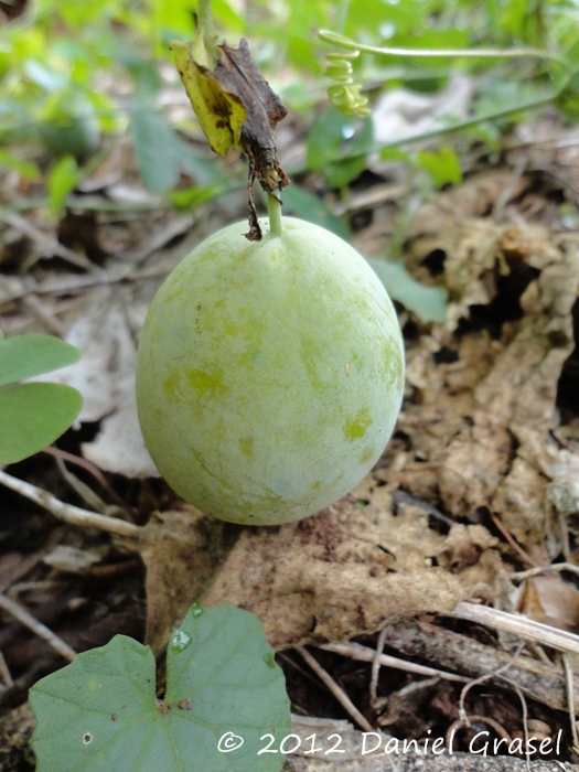 Passiflora tenuifila