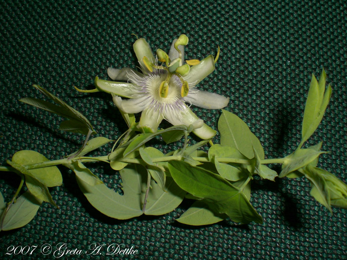 Passiflora tenuifila