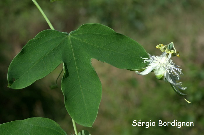 Passiflora tenuifila