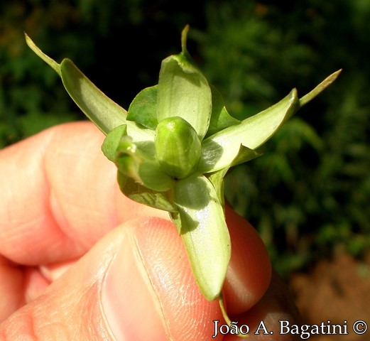 Passiflora tenuifila