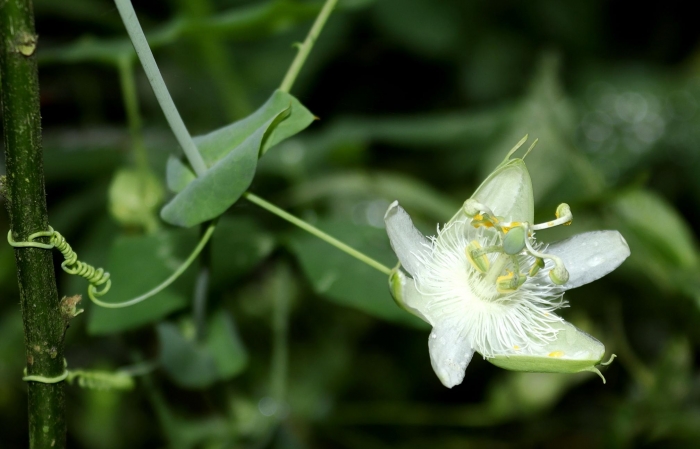 Passiflora tenuifila