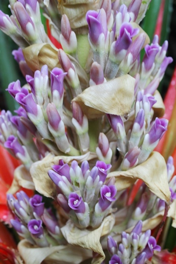 Bromelia antiacantha