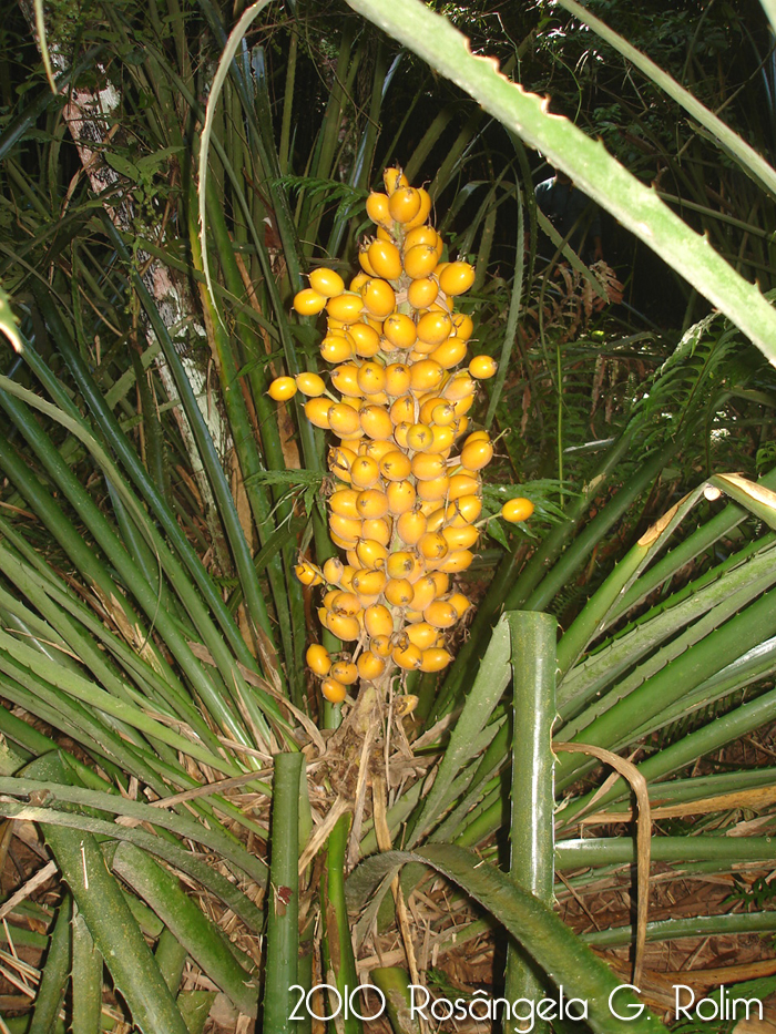 Bromelia antiacantha