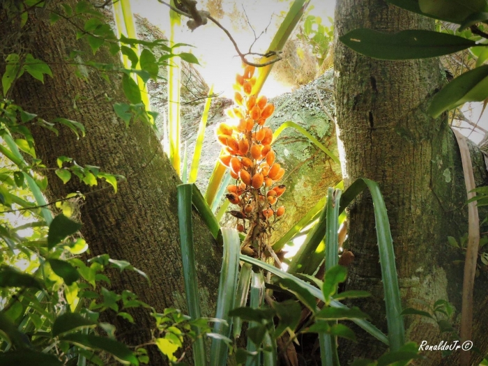 Bromelia antiacantha