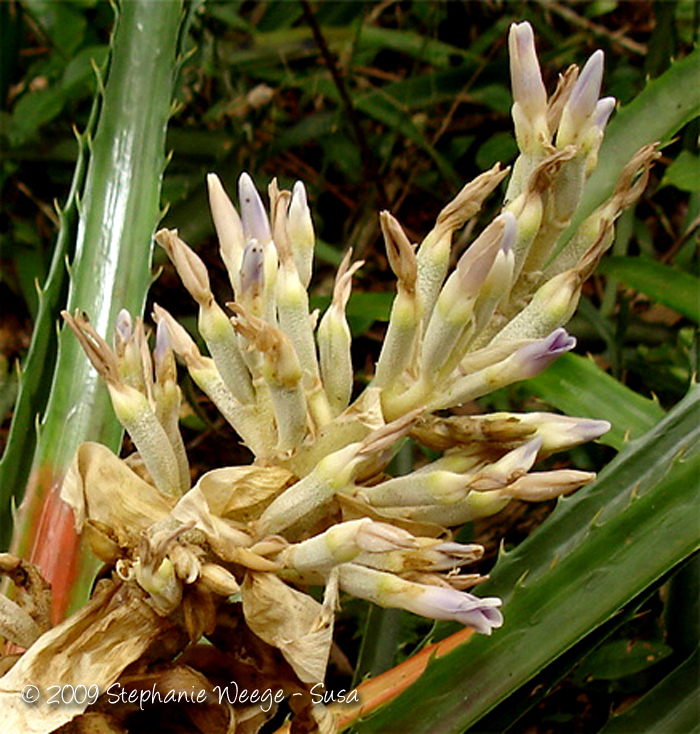 Bromelia antiacantha