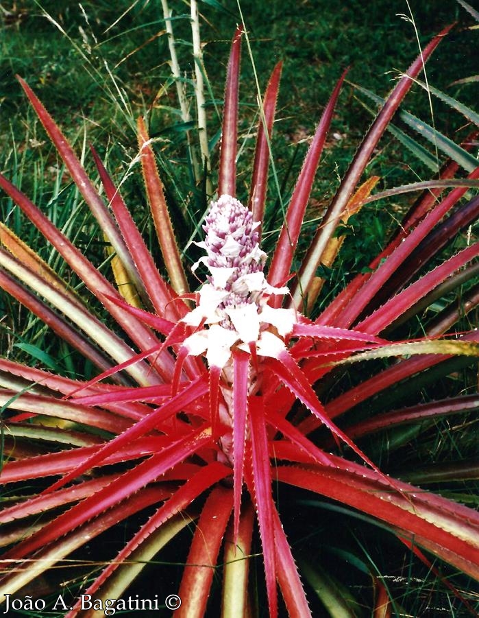 Bromelia antiacantha