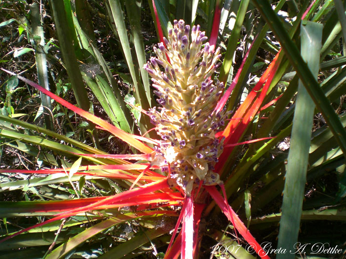 Bromelia antiacantha