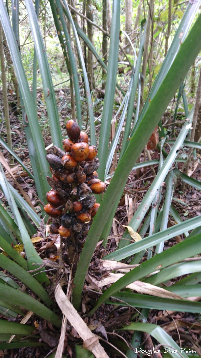 Bromelia antiacantha