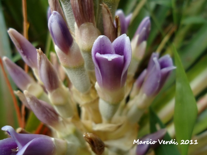 Bromelia antiacantha