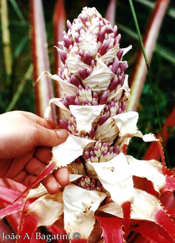 Bromelia antiacantha