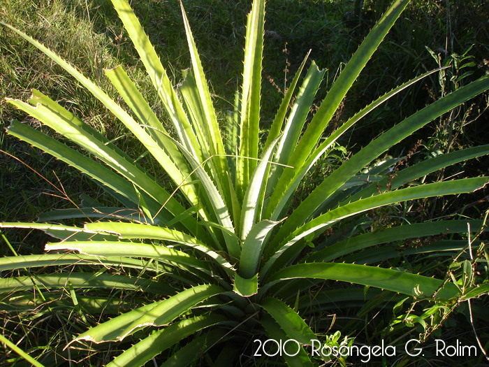 Bromelia antiacantha