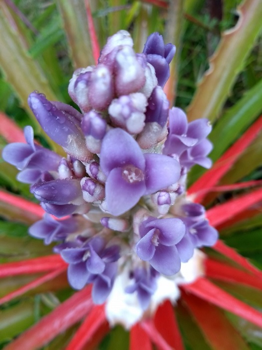 Bromelia antiacantha