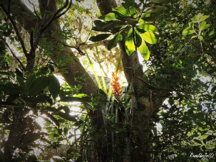 Bromelia antiacantha