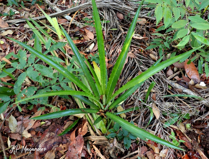 Ananas bracteatus