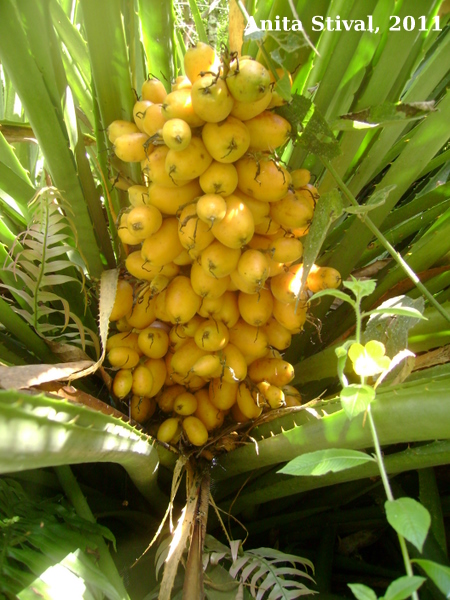 Bromelia antiacantha