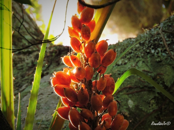 Bromelia antiacantha