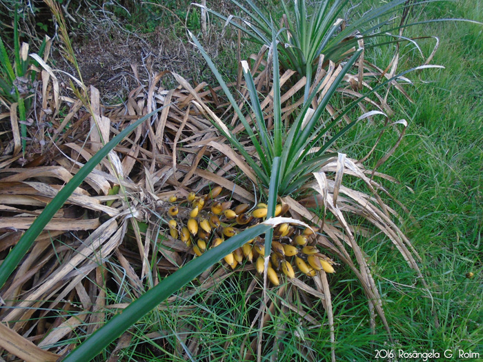 Bromelia antiacantha