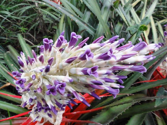 Bromelia antiacantha