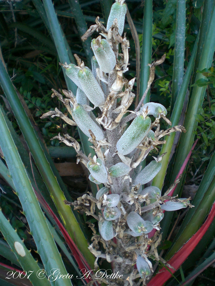 Bromelia antiacantha