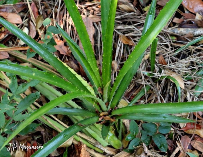 Ananas bracteatus