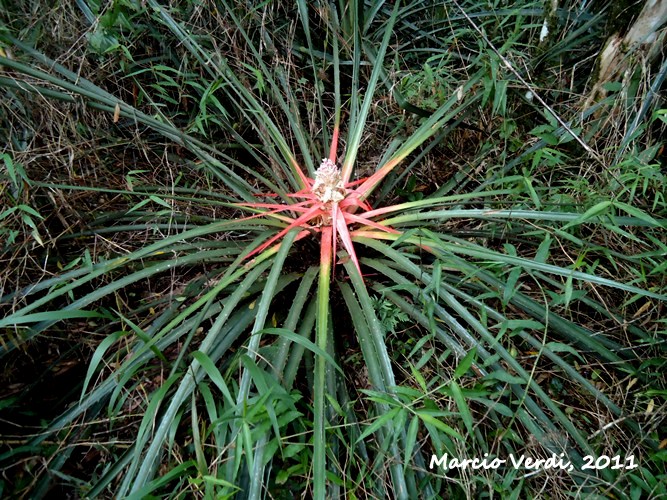 Bromelia antiacantha